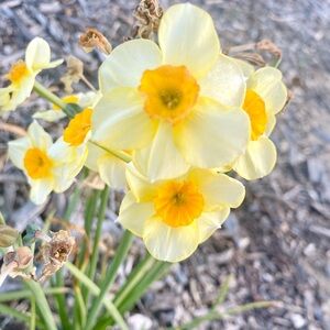 Yellow and Orange Daffodil Flowers